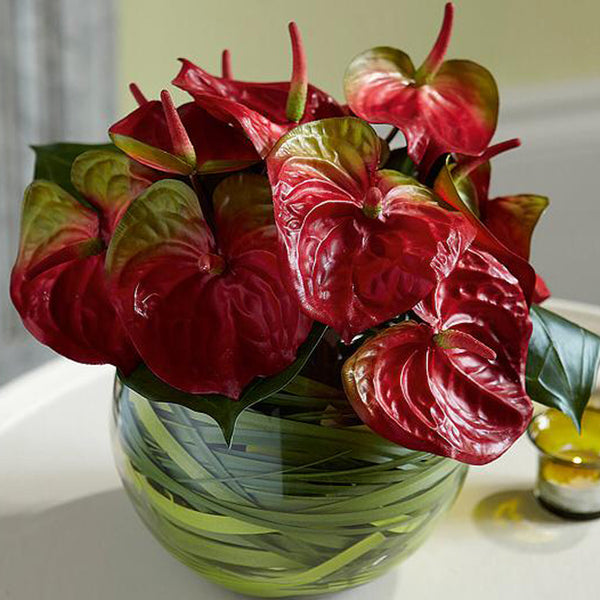 Anthurium in a fishbowl